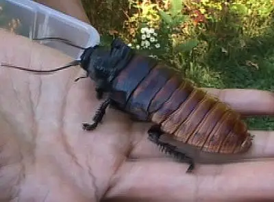 Asian Hissing Cockroach